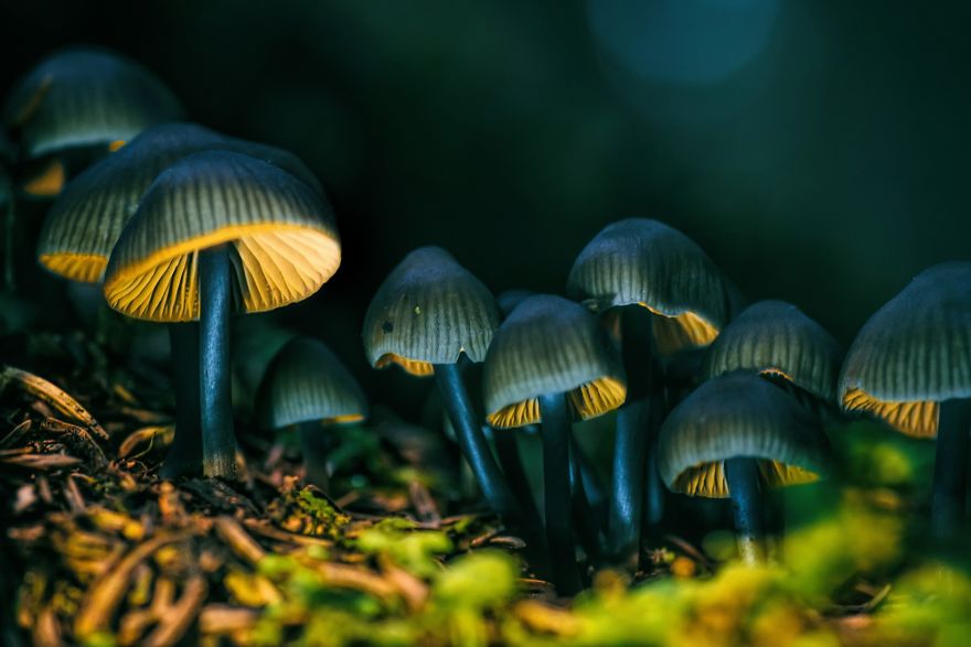 I Photograph Mushrooms And Try To Present Them In The Most Beautiful Way Possible