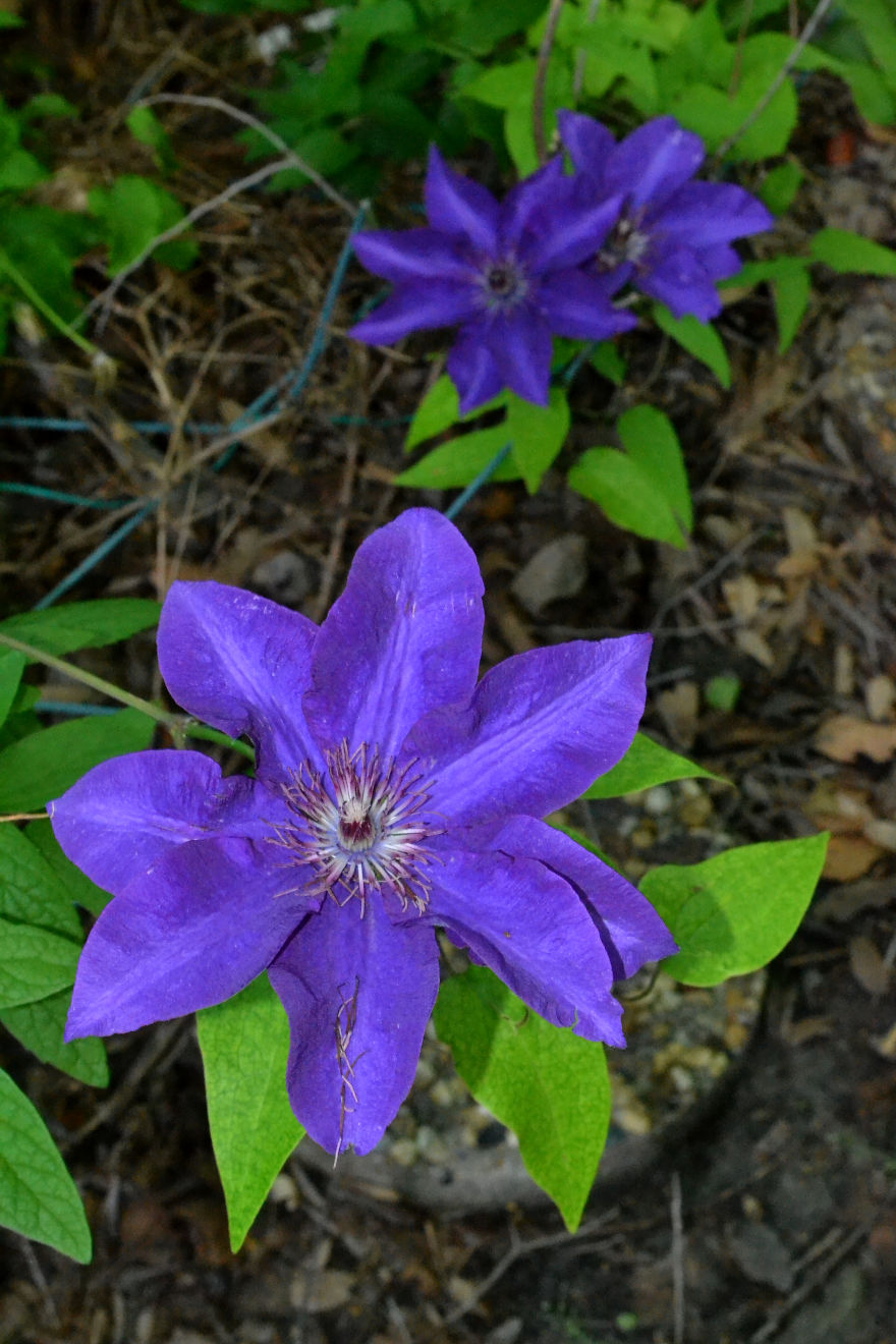 A Bit Of Blue For The Grays Of Winter: Excerpts From The Summer Garden