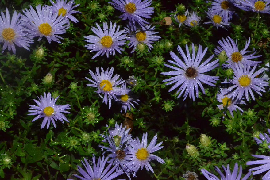 A Bit Of Blue For The Grays Of Winter: Excerpts From The Summer Garden