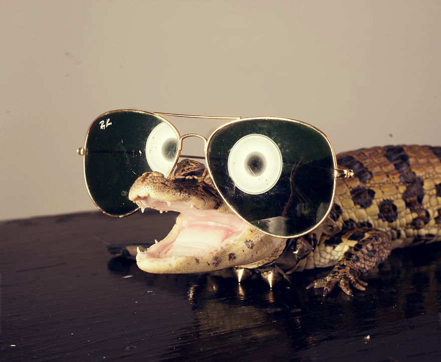 I Spent 2 Weeks Photographing Animals With Human Acessories