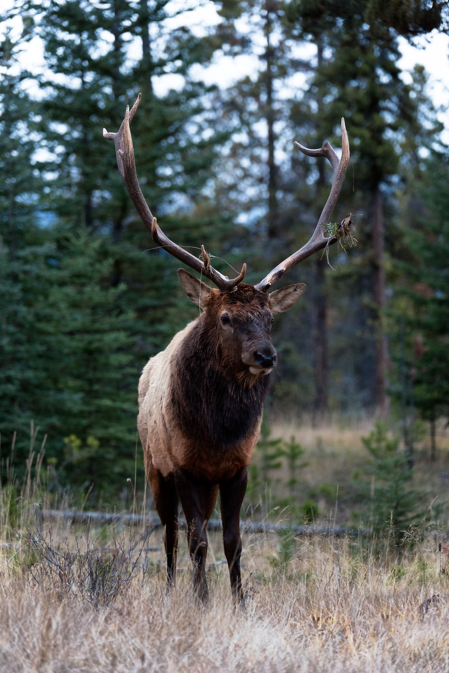 Elk, Canada