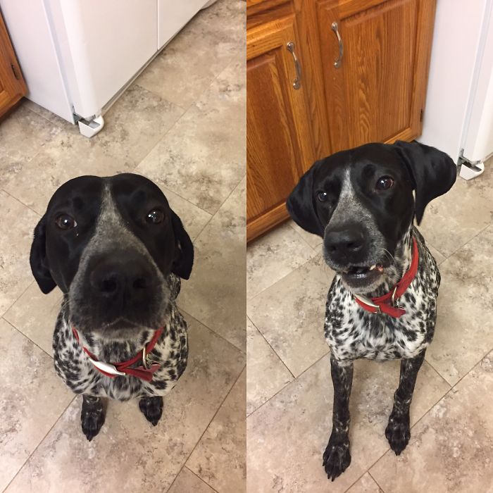 Before And After Good Boy