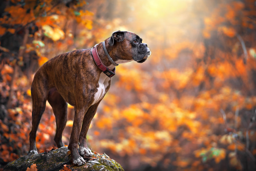 Meet Strawberry, The Boxer Who Is My Best Hiking Buddy