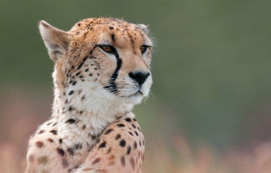Fastest Animals Of Land Are Rapidly Heading Towards Extinction According To New Study