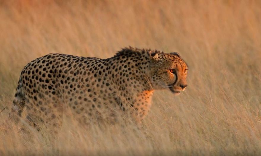 Fastest Animals Of Land Are Rapidly Heading Towards Extinction According To New Study