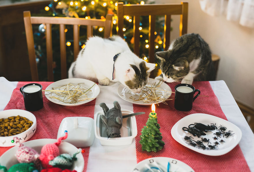 Cats' Version Of Christmas Eve