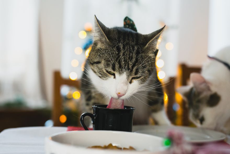 Cats' Version Of Christmas Eve