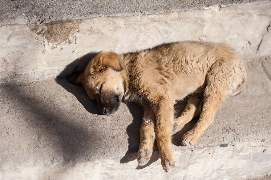 I Documented The Lives Of Homeless Dogs Of The Himalayas