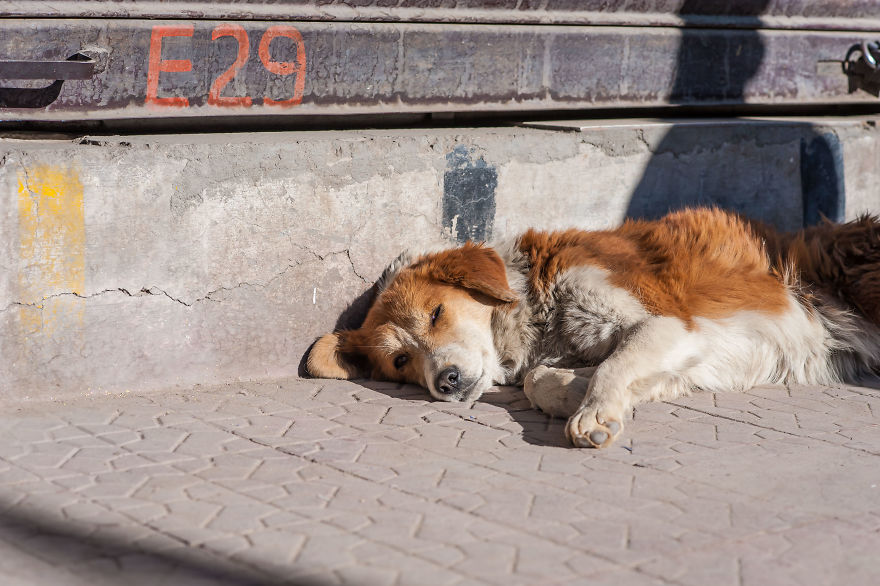 I Documented The Lives Of Homeless Dogs Of The Himalayas