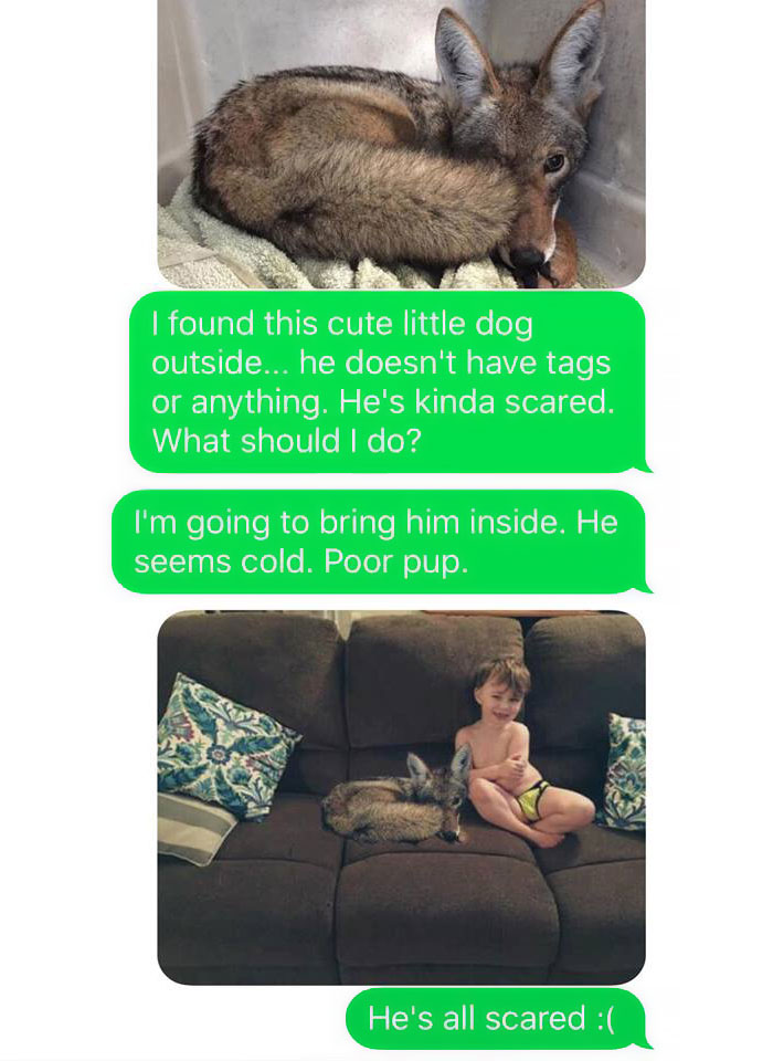 Wife Texts Husband She Brought A Dog Home While The Pic Shows A Coyote, And He Seriously Freaks Out
