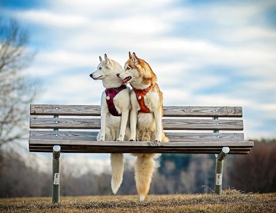 My Beautiful Huskies Helped Me Overcome Clinical Depression And Get On My Feet Again