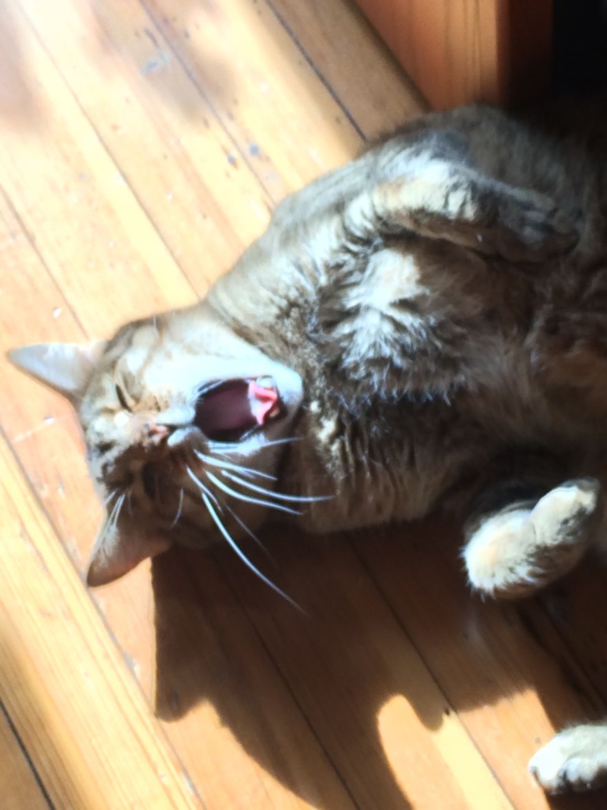 I Photographed My Cats In Action And The Result Was... Interesting (38 Pics)