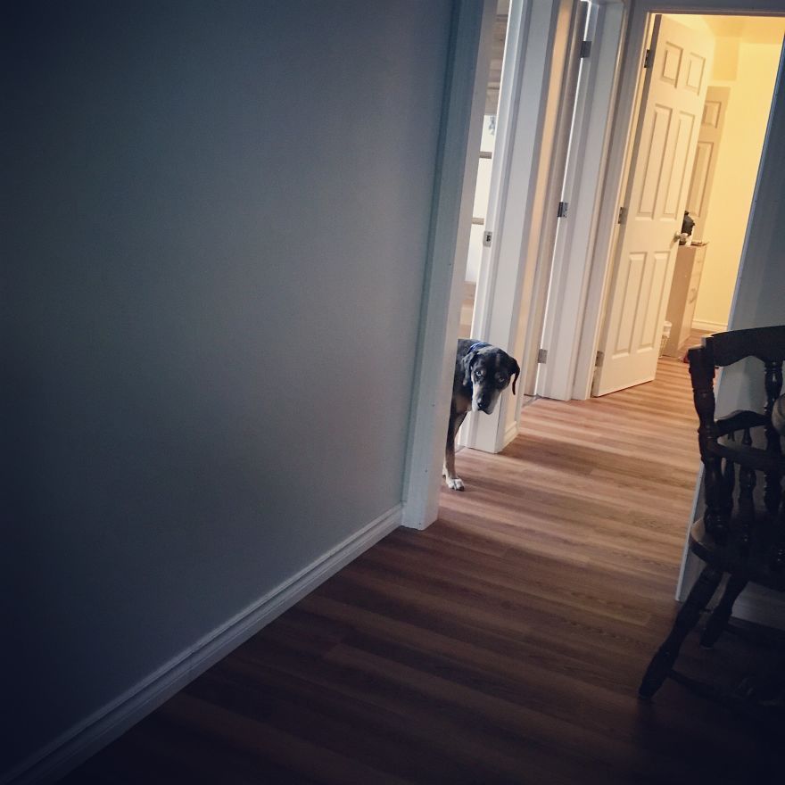 I Take Photos Of My Dog Stalking Me