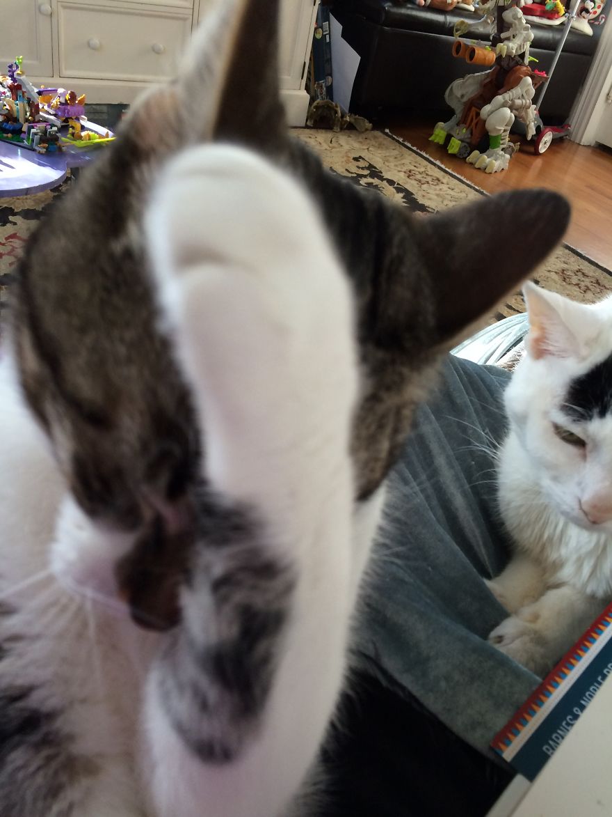 I Photographed My Cats In Action And The Result Was... Interesting (38 Pics)