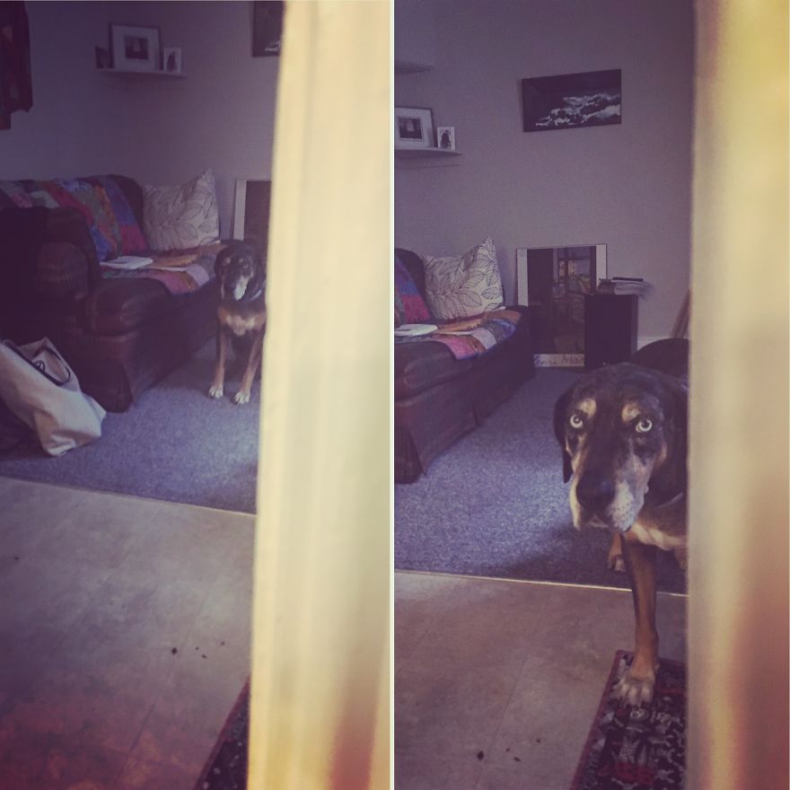 I Take Photos Of My Dog Stalking Me