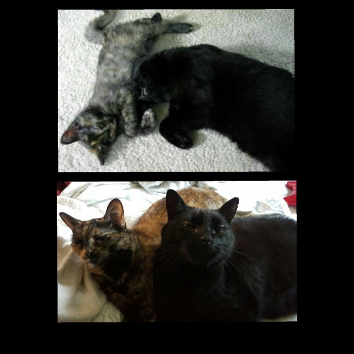 Chloe And Magick, About 9 Months Apart, 11 Years Ago And Now.