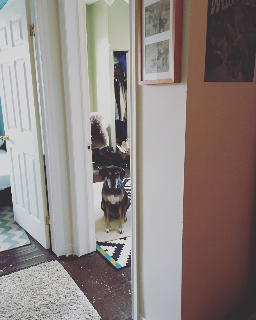 I Take Photos Of My Dog Stalking Me