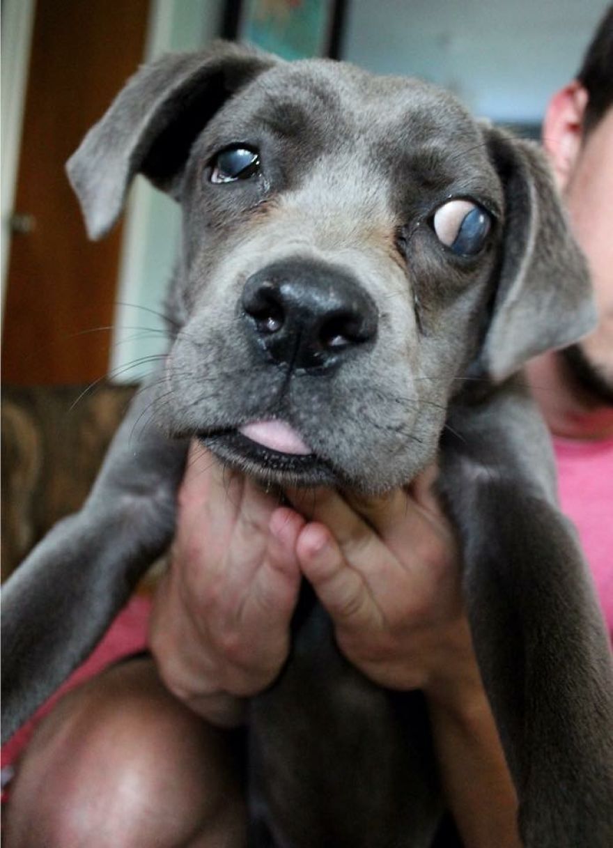 Sonar The Eyeless Dog Sonar The Eyeless Dog