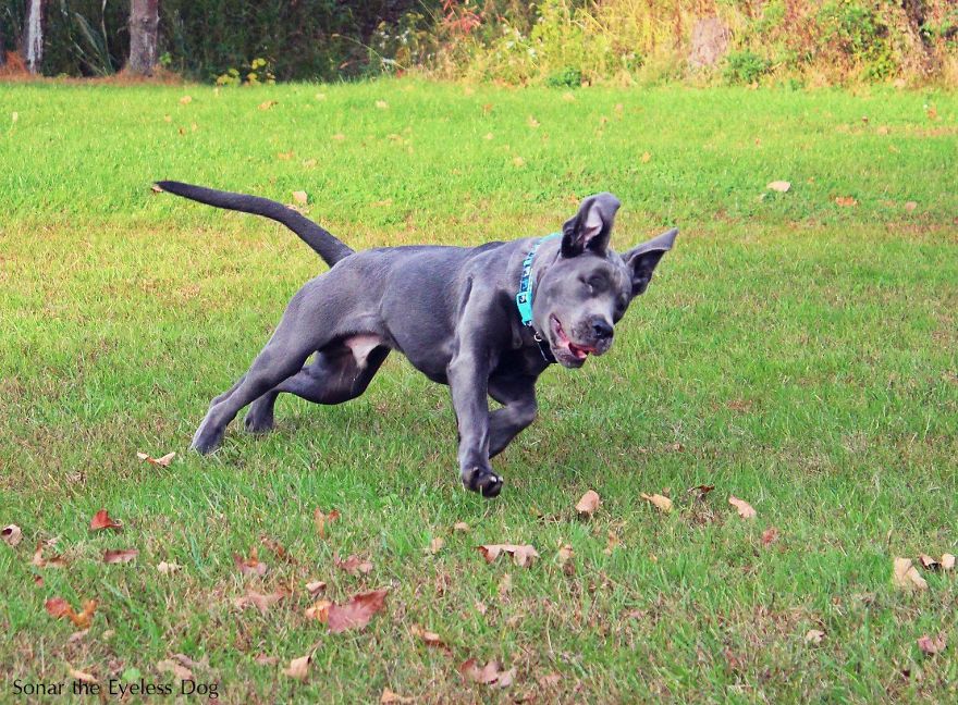 Sonar The Eyeless Dog Sonar The Eyeless Dog