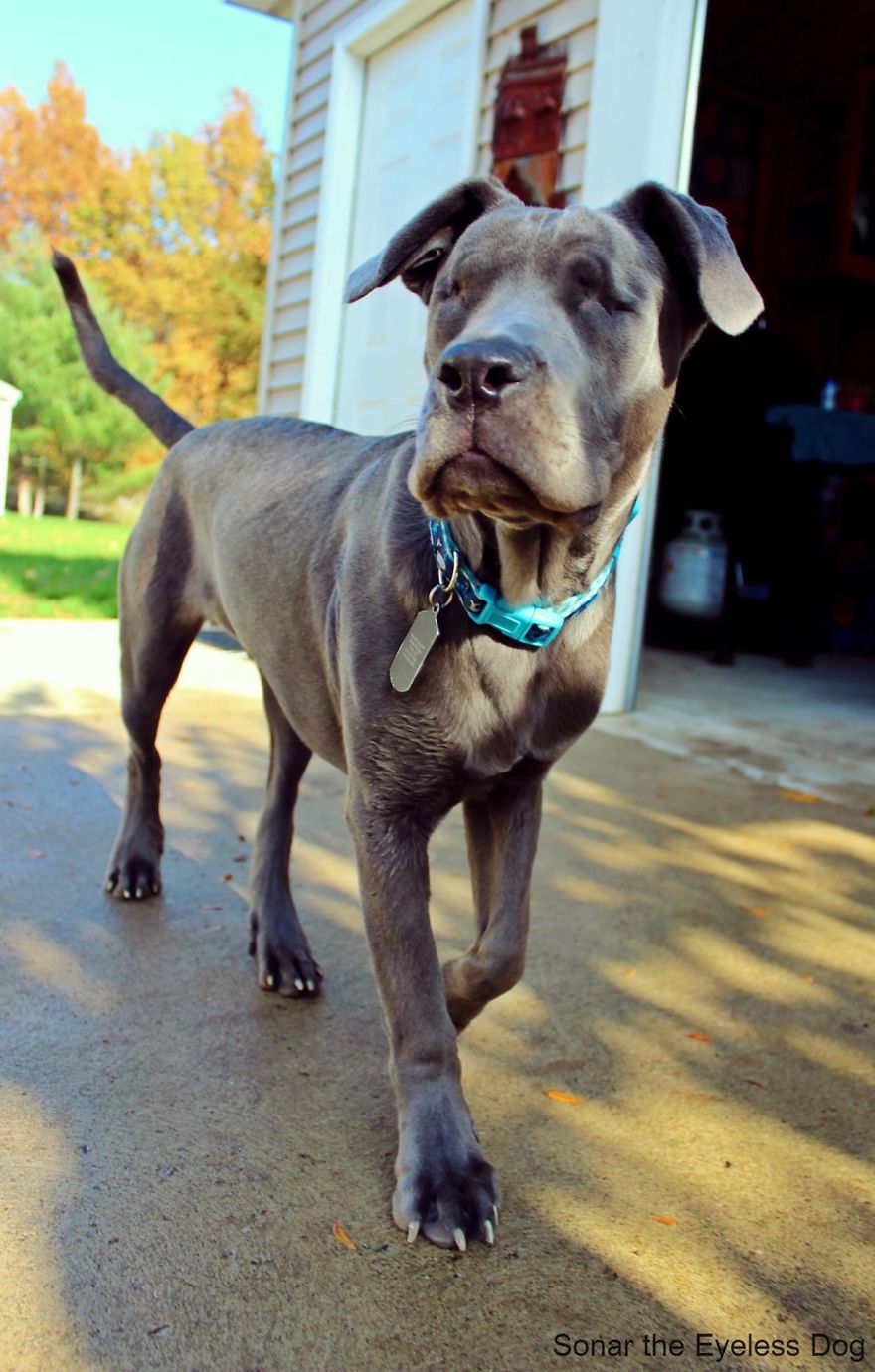 Sonar The Eyeless Dog Sonar The Eyeless Dog