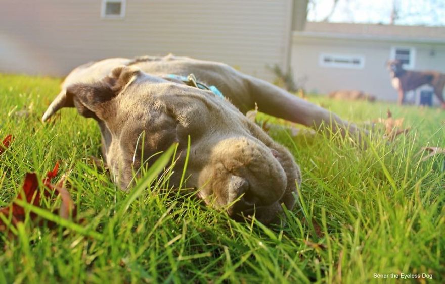 Sonar The Eyeless Dog Sonar The Eyeless Dog