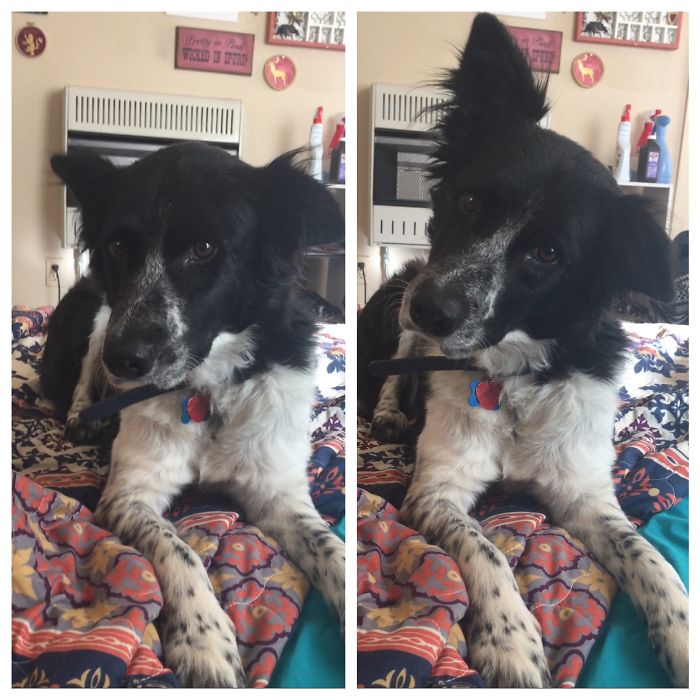 Before And After Being Told "good Girl!"