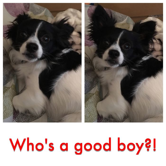 He's A Good Boy!