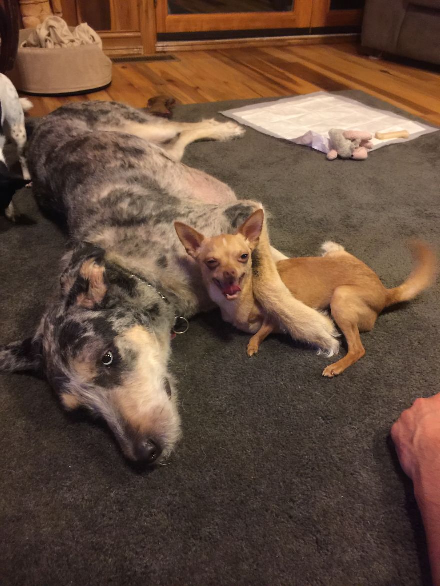 3 Dogs, 10 Legs