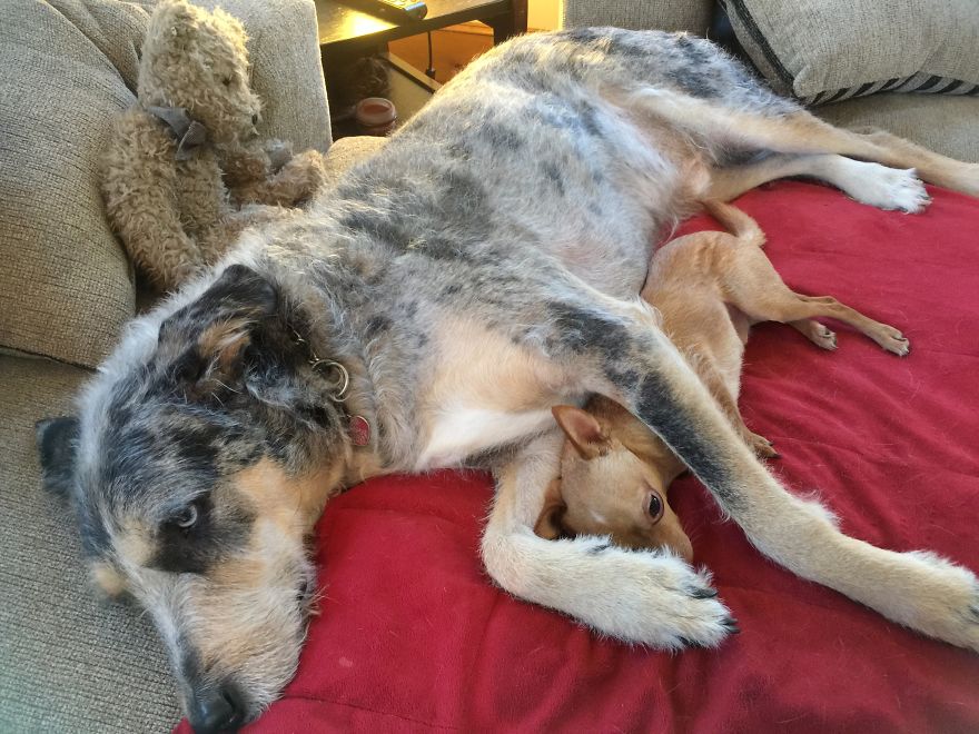 3 Dogs, 10 Legs
