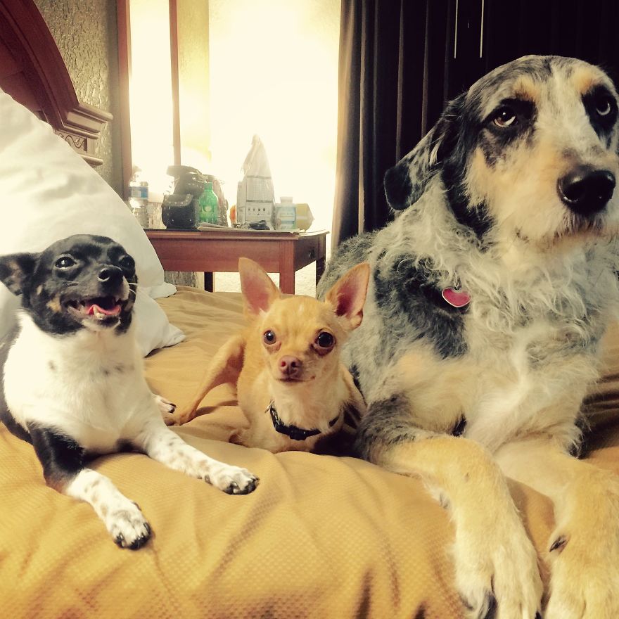 3 Dogs, 10 Legs