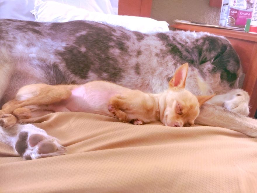 3 Dogs, 10 Legs