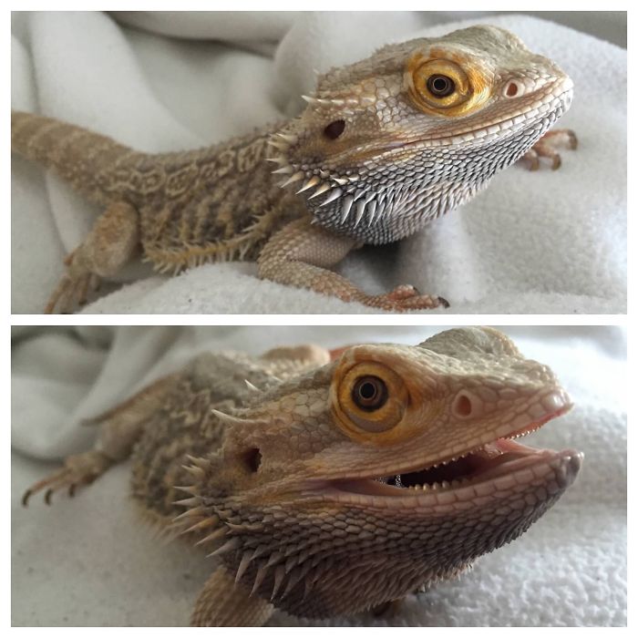 Before And After Saying "good Dragon"