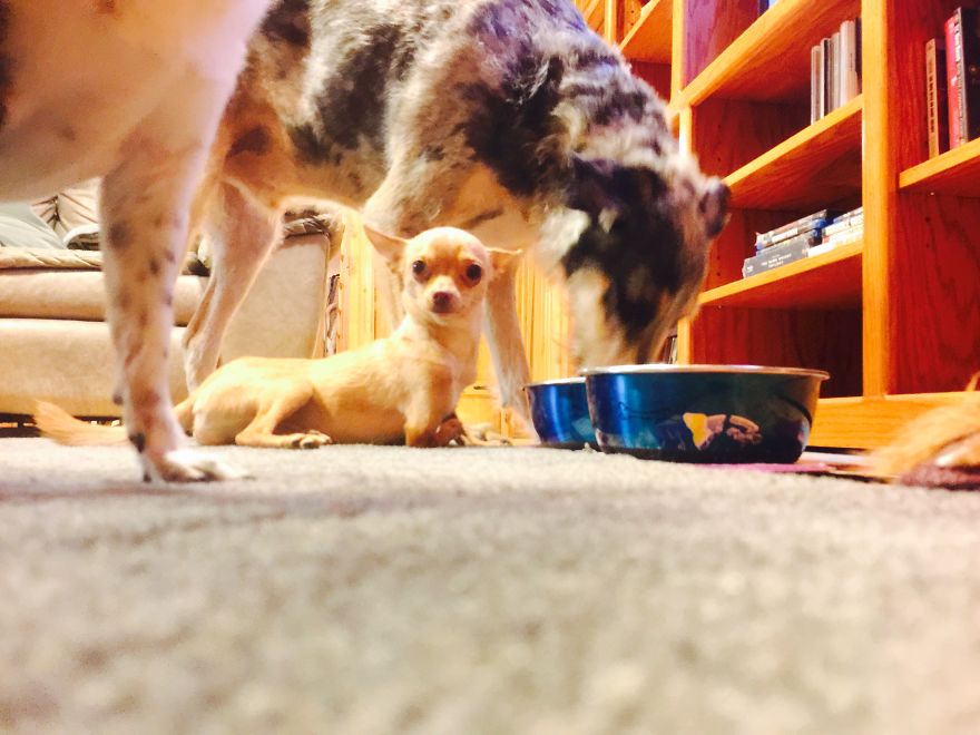 3 Dogs, 10 Legs