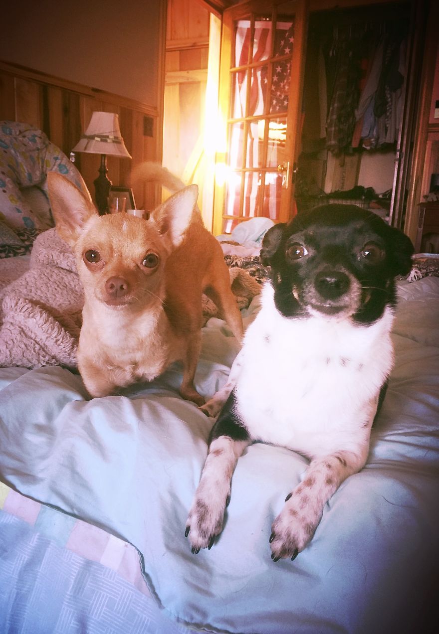 3 Dogs, 10 Legs