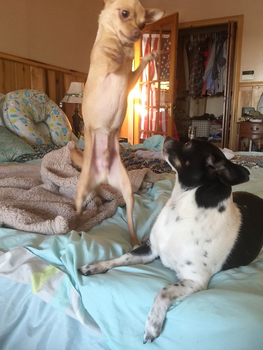 3 Dogs, 10 Legs