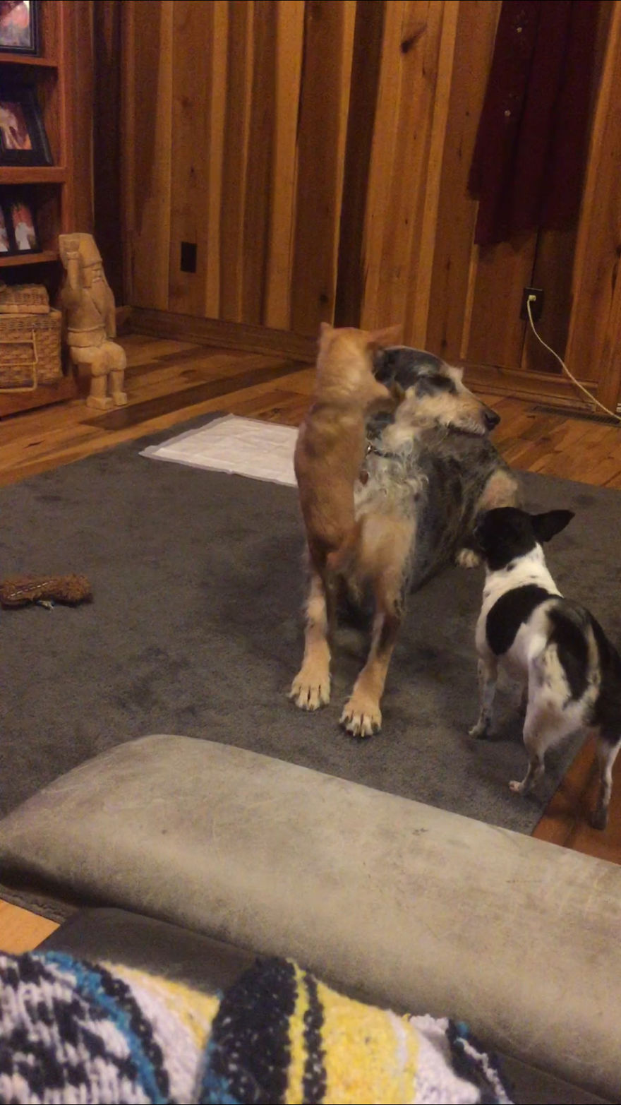 3 Dogs, 10 Legs