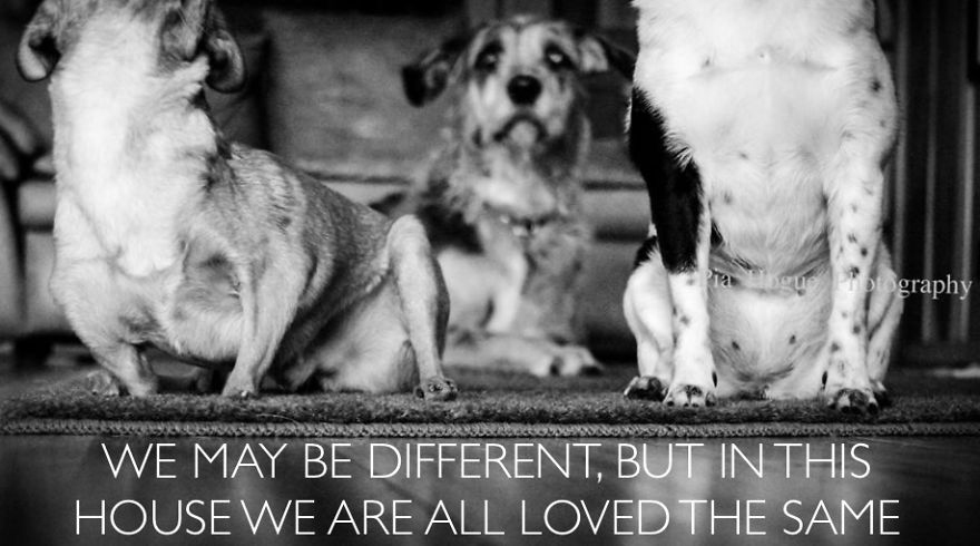 3 Dogs, 10 Legs