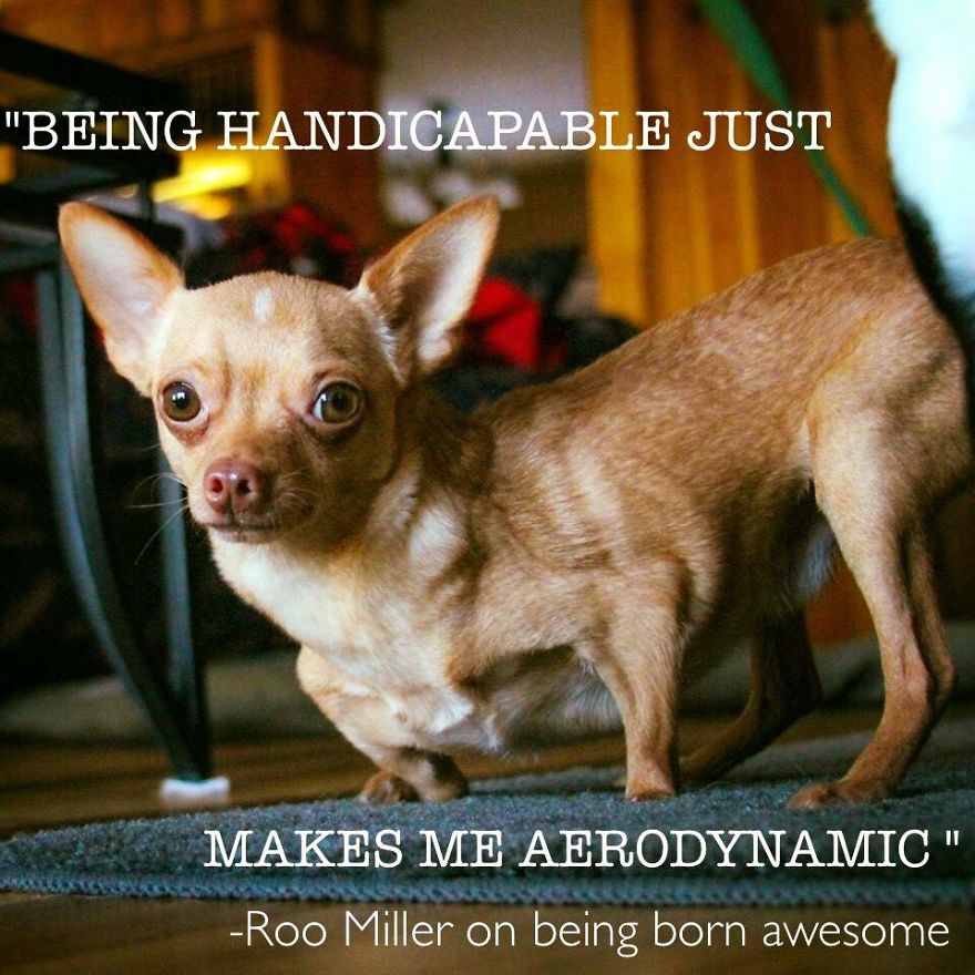 3 Dogs, 10 Legs