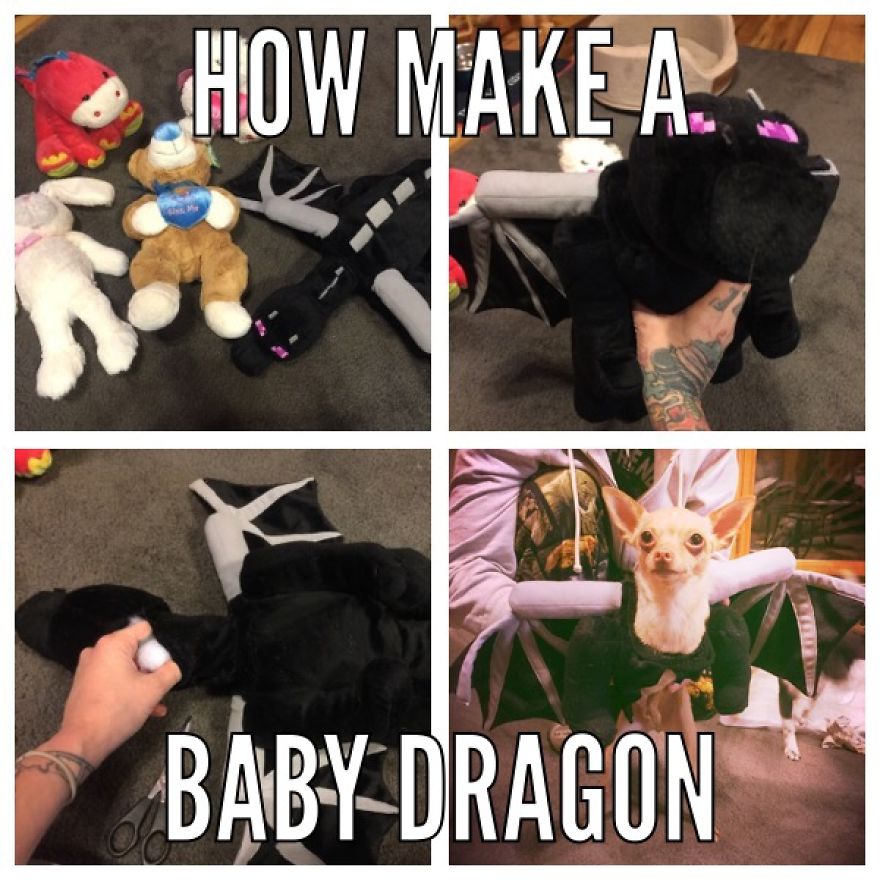 3 Dogs, 10 Legs