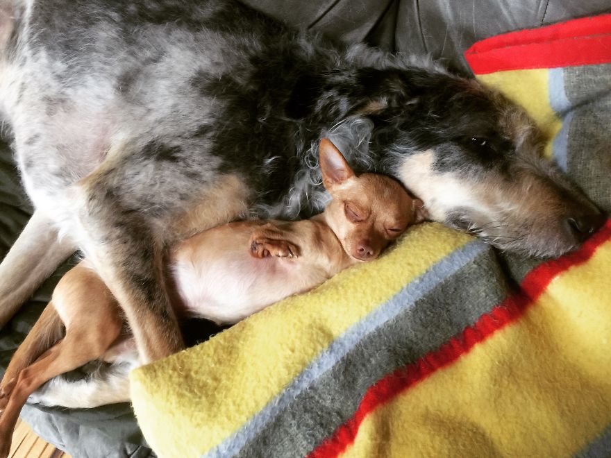 3 Dogs, 10 Legs