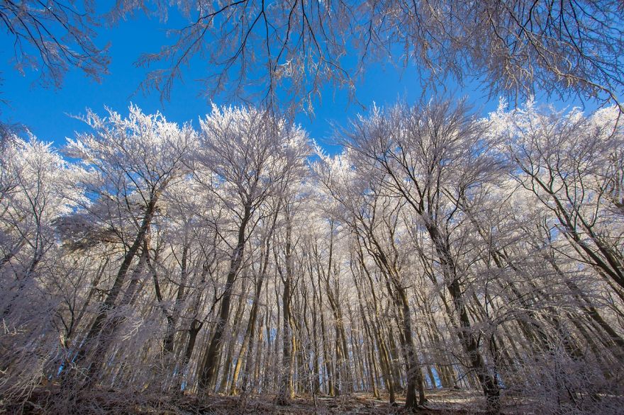 Frozen Forest On Christmas