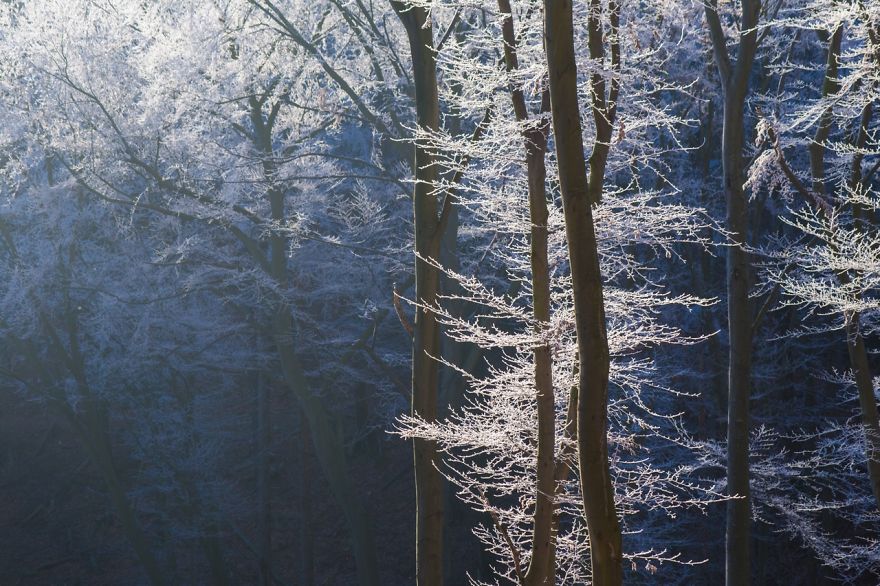 Frozen Forest On Christmas
