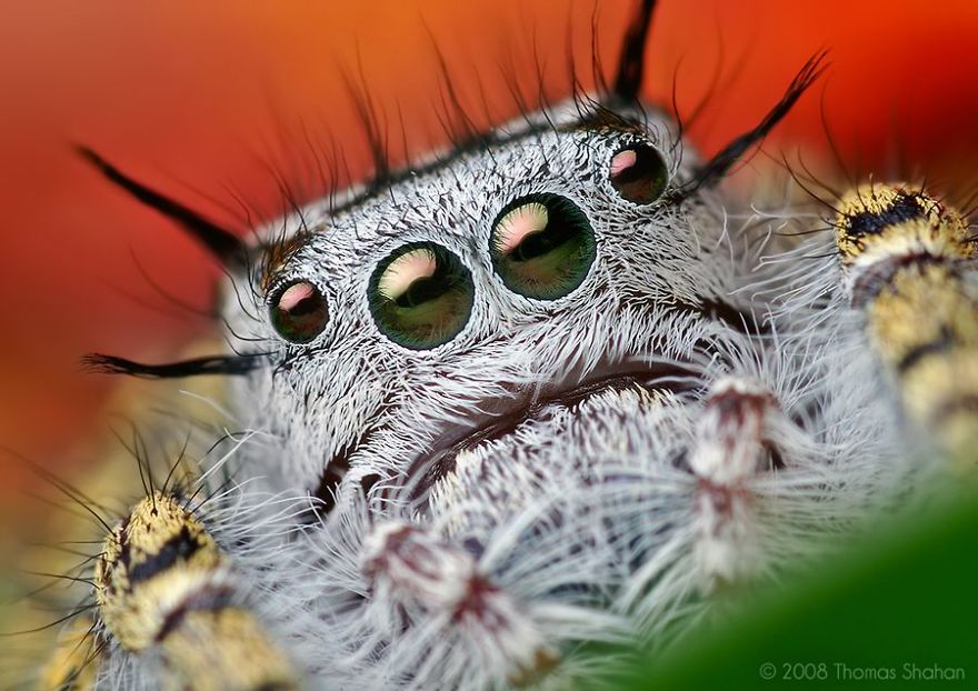 Incredible Macro Photography: The Invisible World