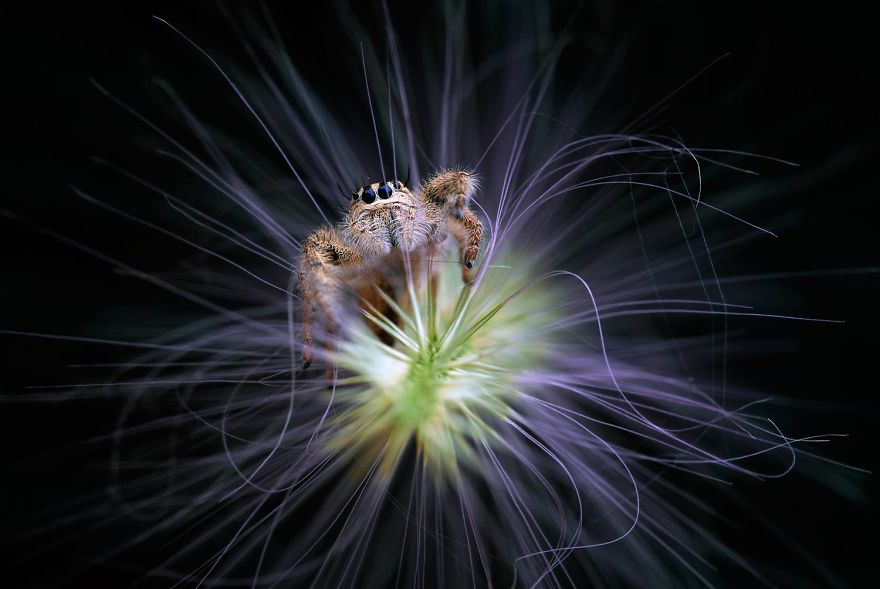 Incredible Macro Photography: The Invisible World