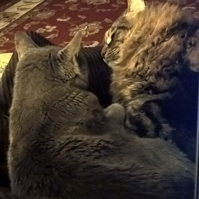 Manny Comforting My 13 Year Old Kitty Baby...