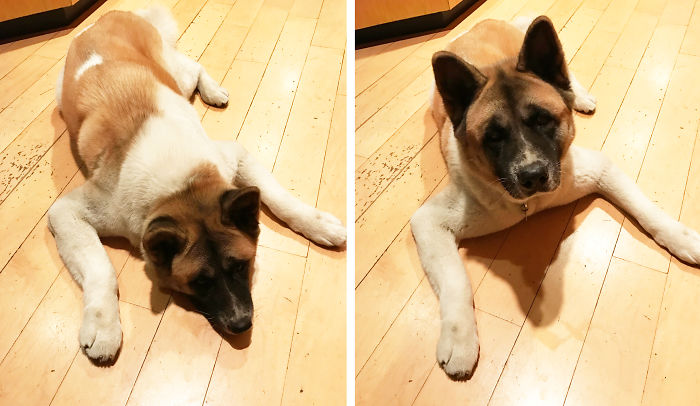 Kita The Akita Before And After Being Called A Good Girl