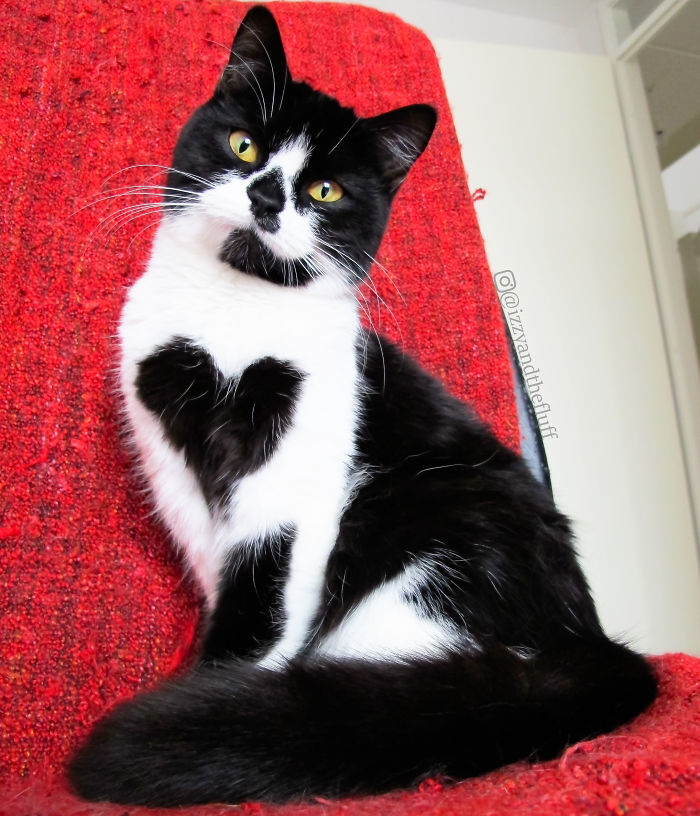 Meet Zoë, The Cat Who Literally Wears Her Heart On Her Chest