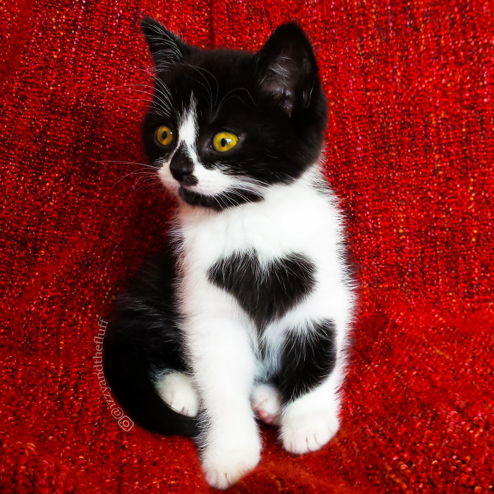 Meet Zoë, The Cat Who Literally Wears Her Heart On Her Chest