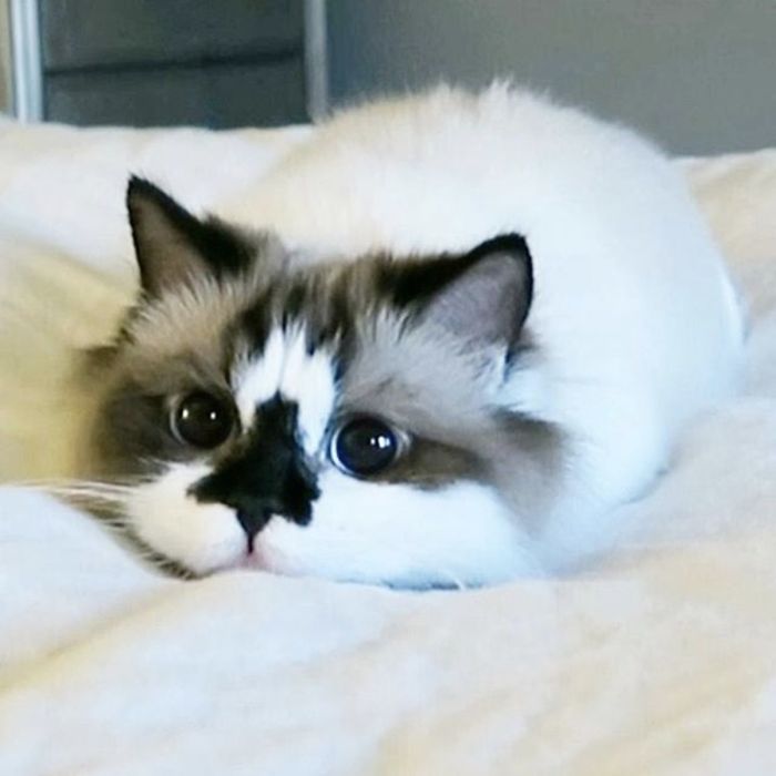 Meet Albert, The Cutest Munchkin Cat With Unique 