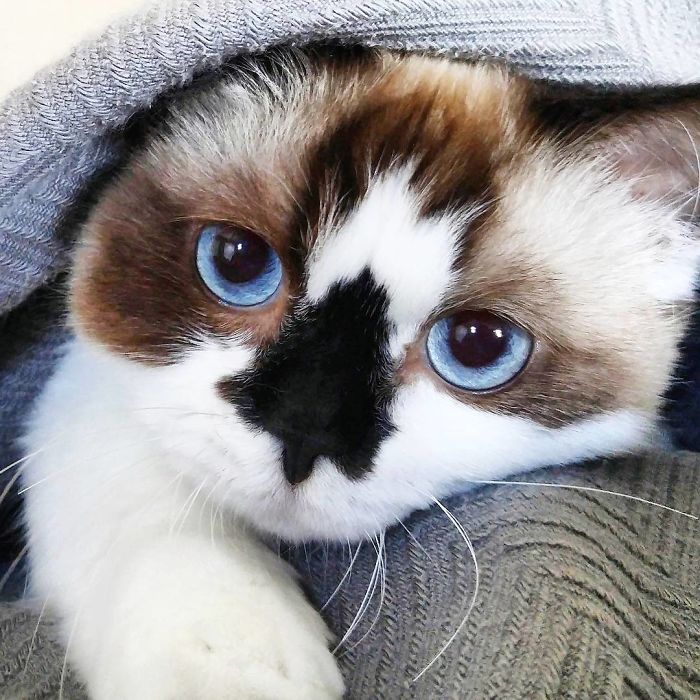Meet Albert, The Cutest Munchkin Cat With Unique “Skull” Nose And 450,000 Followers